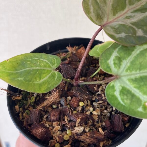 Anthurium Crystallinum Red - 56001 - Image 2