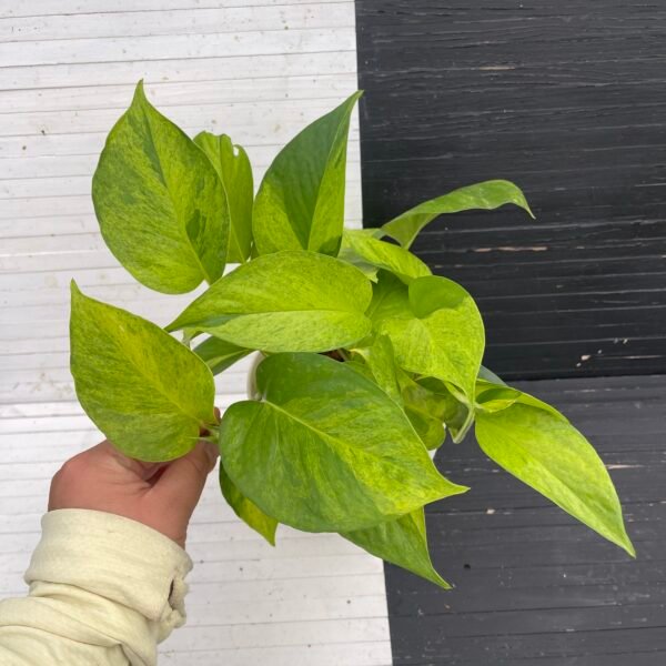 Pothos Teruno #6 Carnival Full Pot | Terunoworld Series - Image 6