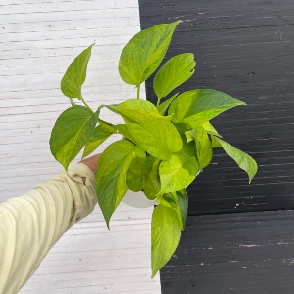 Pothos Teruno #6 Carnival Full Pot | Terunoworld Series - Image 5