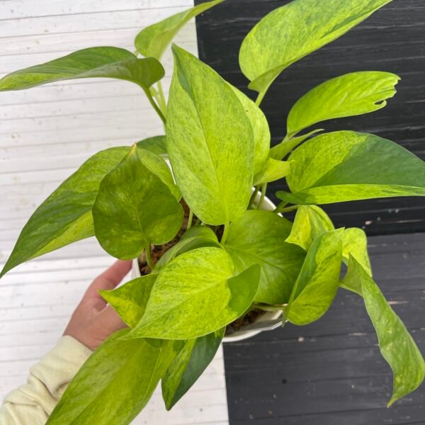 Pothos Teruno #6 Carnival Full Pot | Terunoworld Series