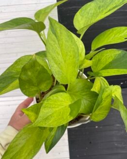 Pothos Teruno #6 Carnival Full Pot | Terunoworld Series