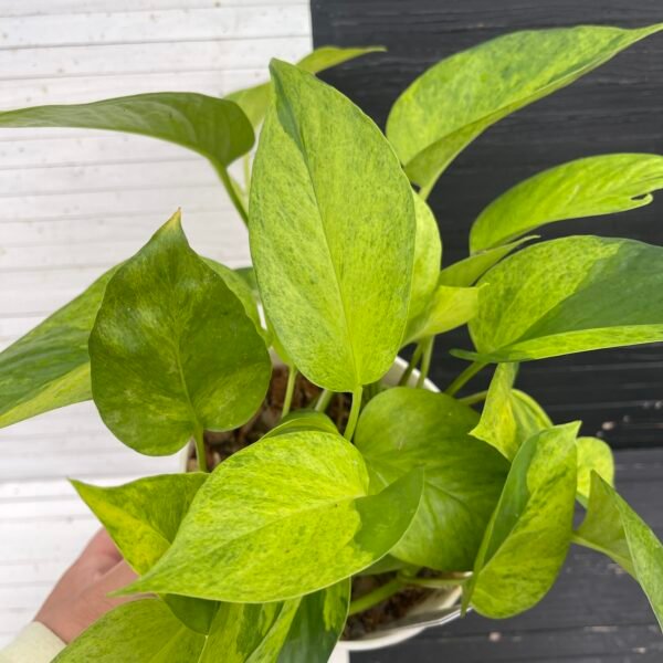 Pothos Teruno #6 Carnival Full Pot | Terunoworld Series - Image 4