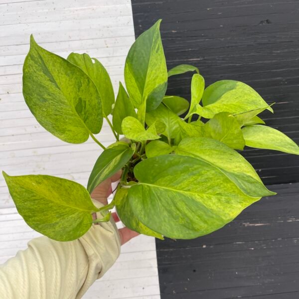 Pothos Teruno #6 Carnival Full Pot | Terunoworld Series - Image 3
