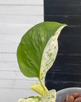 Limited Release | Pothos Teruno #20 Grace