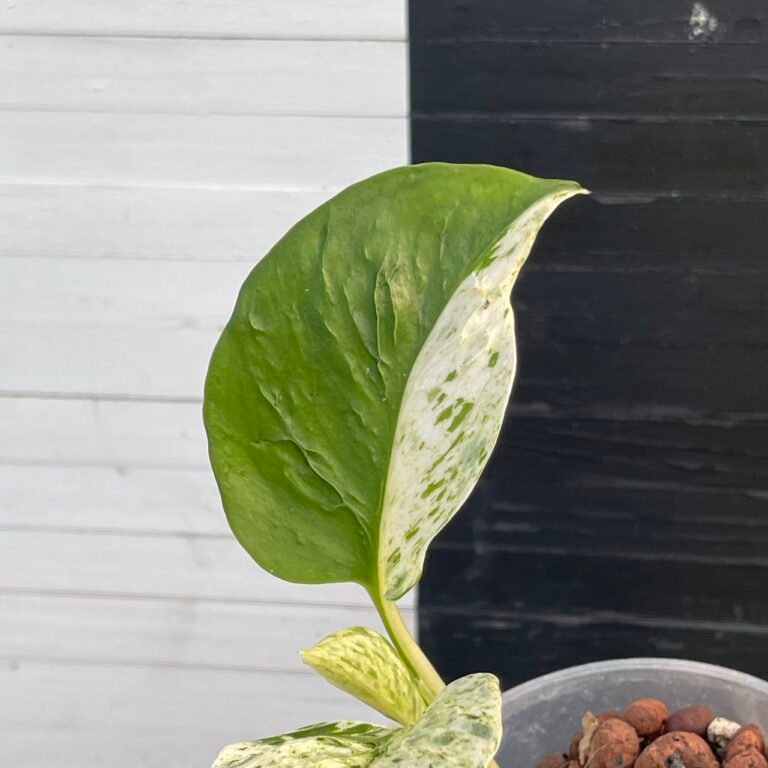 Limited Release | Pothos Teruno #20 Grace