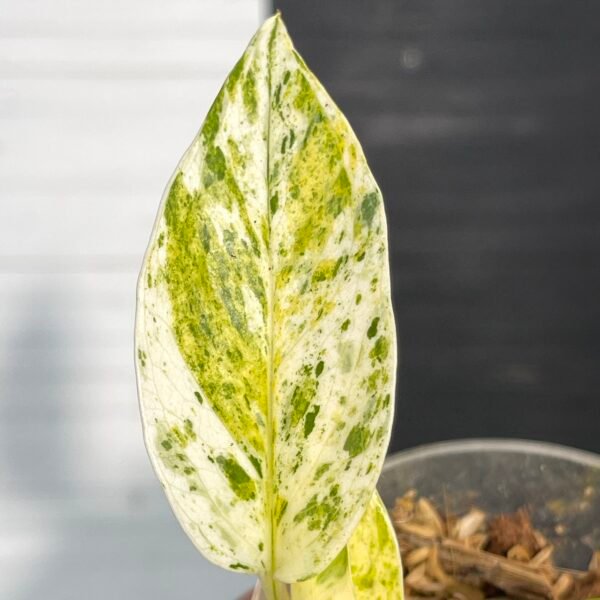Pothos Teruno #26 Cast | Terunoworld series | Rare Limited Release