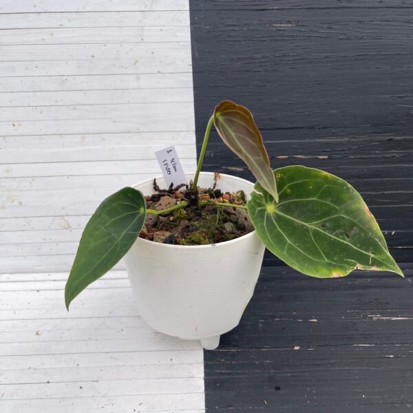Anthurium Yellow Spider - 58204 - Image 3