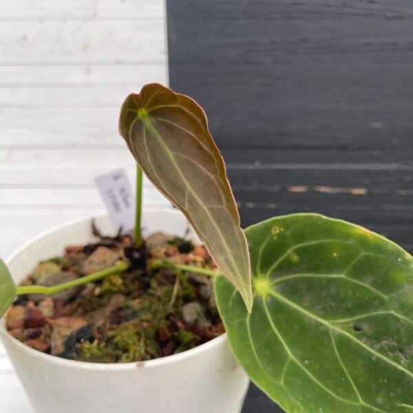 Anthurium Yellow Spider - 58204 - Image 4