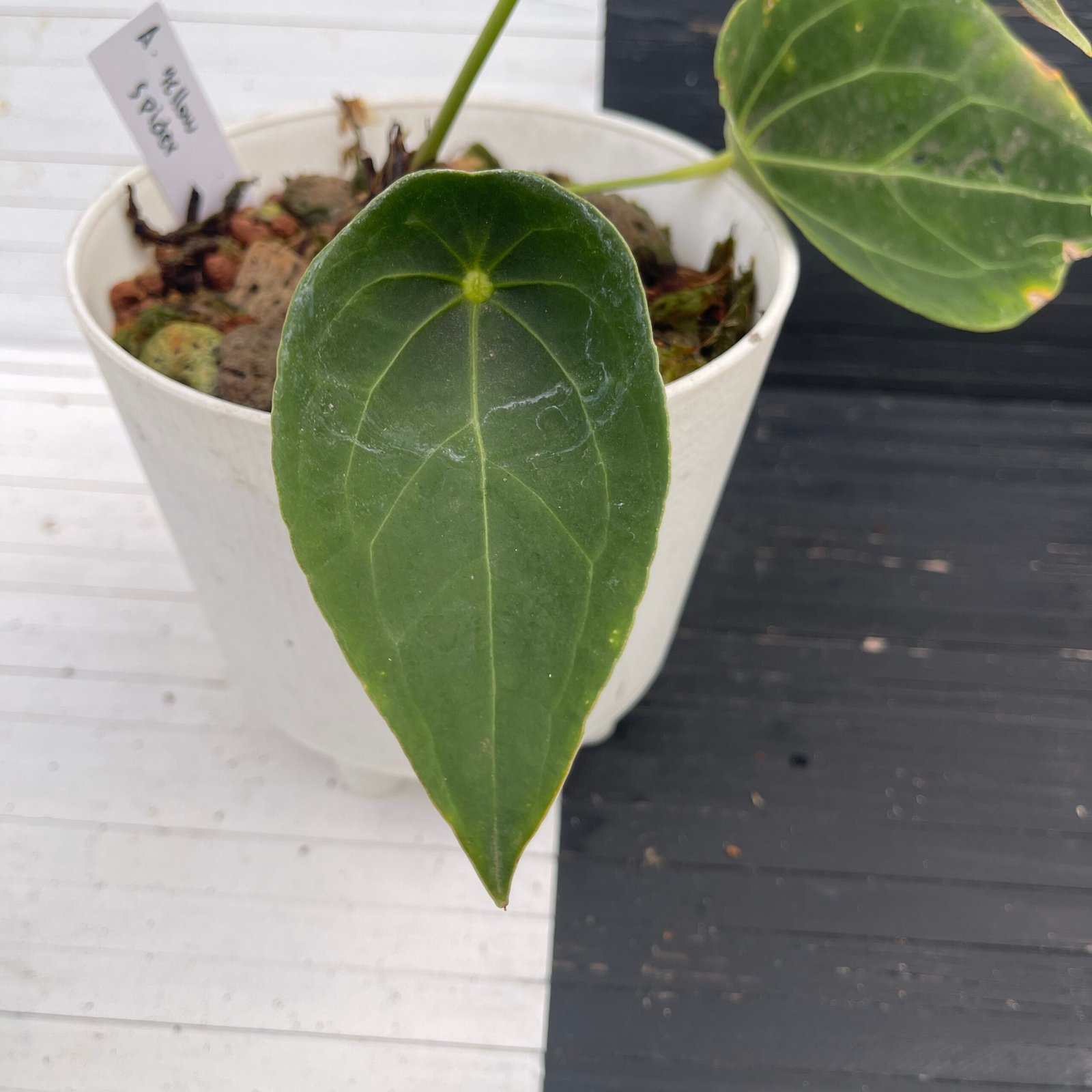Anthurium Yellow Spider – 58204
