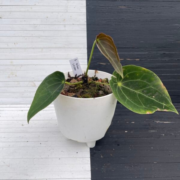 Anthurium Yellow Spider - 58204