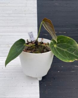 Anthurium Yellow Spider - 58204