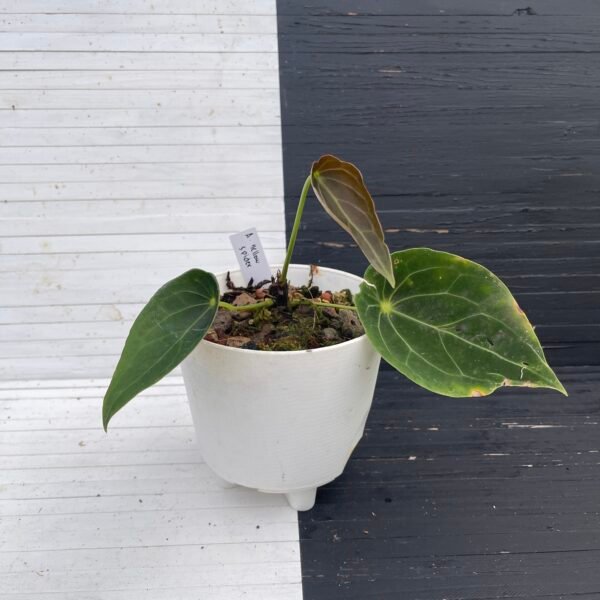 Anthurium Yellow Spider - 58204 - Image 7