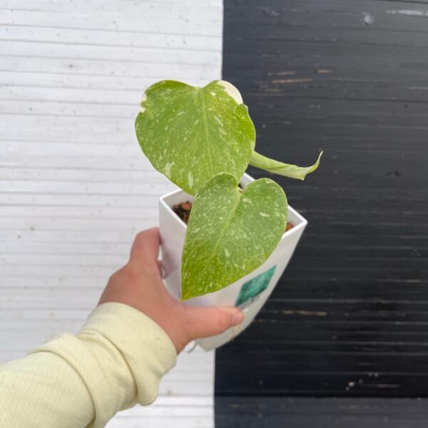 Monstera Deliciosa Legacy - Image 2