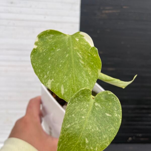 Monstera Deliciosa Legacy - Image 3