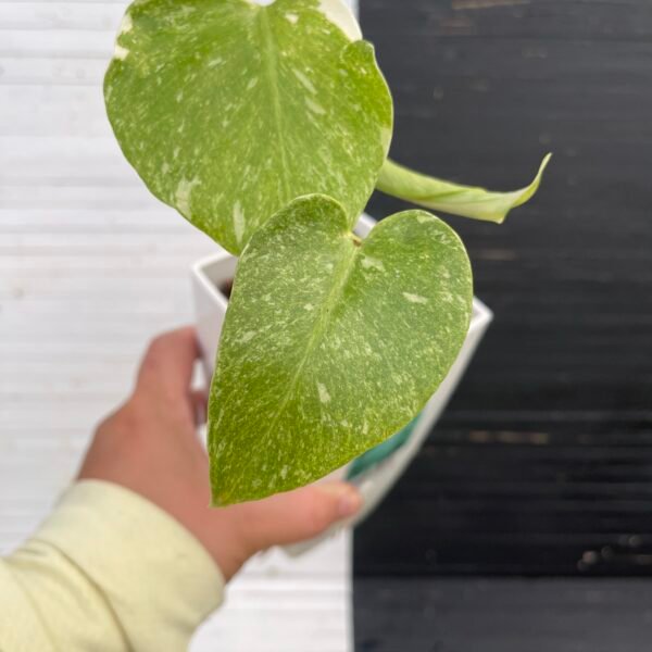 Monstera Deliciosa Legacy - Image 4