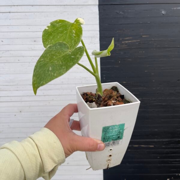 Monstera Deliciosa Legacy - Image 5