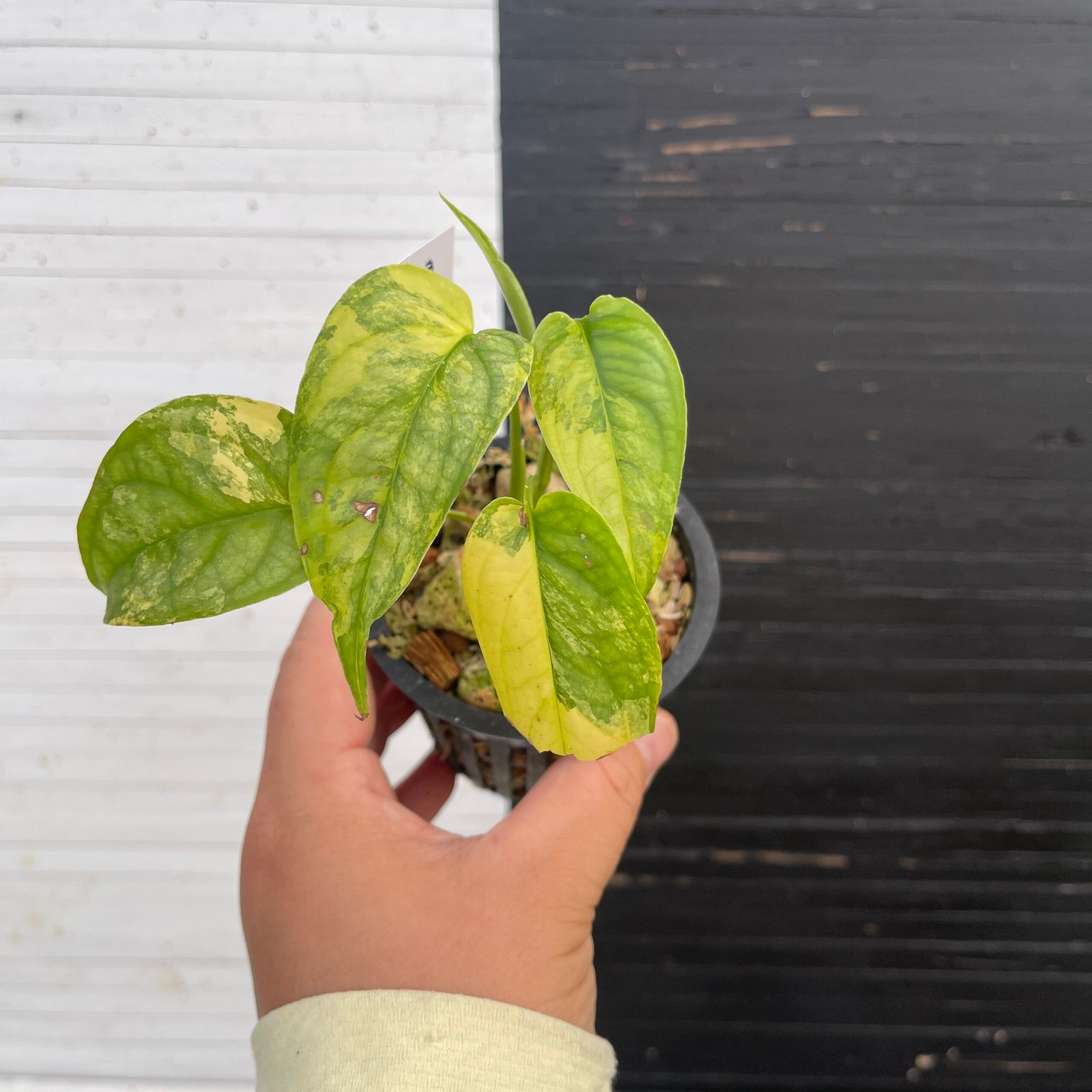 Variegated Monstera Siltepecana | 57415