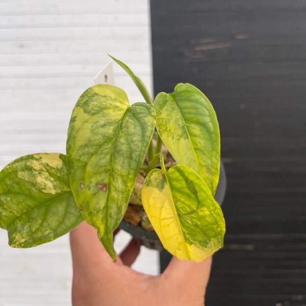 Variegated Monstera Siltepecana | 57415 - Image 3
