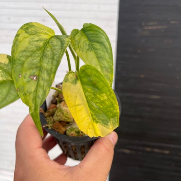 Variegated Monstera Siltepecana | 57415 - Image 4