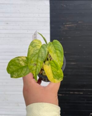 Variegated Monstera Siltepecana | 57415