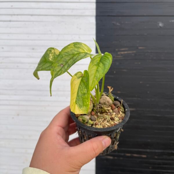 Variegated Monstera Siltepecana | 57415 - Image 5