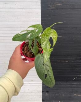 Epipremnum Sp. Bali Hanoman