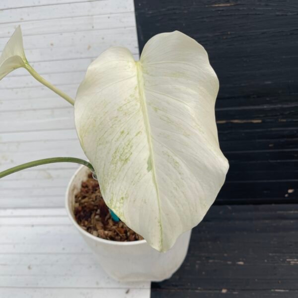 Monstera Borsigiana Mint NOID - 58217 - Image 2