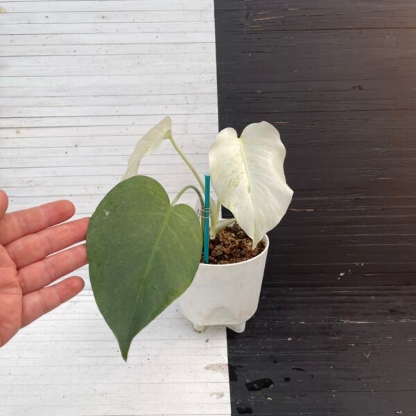 Monstera Borsigiana Mint NOID - 58217