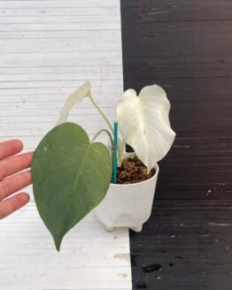 Monstera Borsigiana Mint NOID - 58217