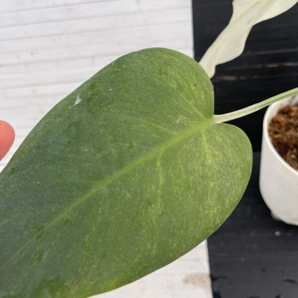 Monstera Borsigiana Mint NOID - 58217 - Image 4