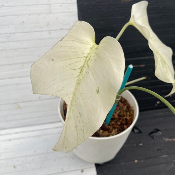 Monstera Borsigiana Mint NOID - 58217 - Image 5