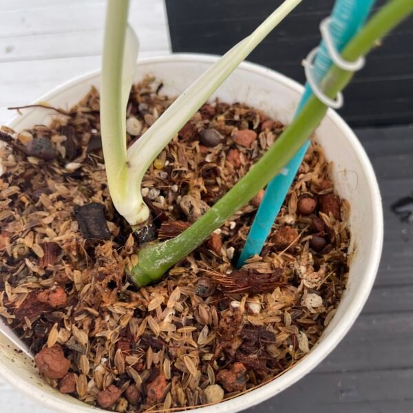 Monstera Borsigiana Mint NOID - 58217 - Image 6
