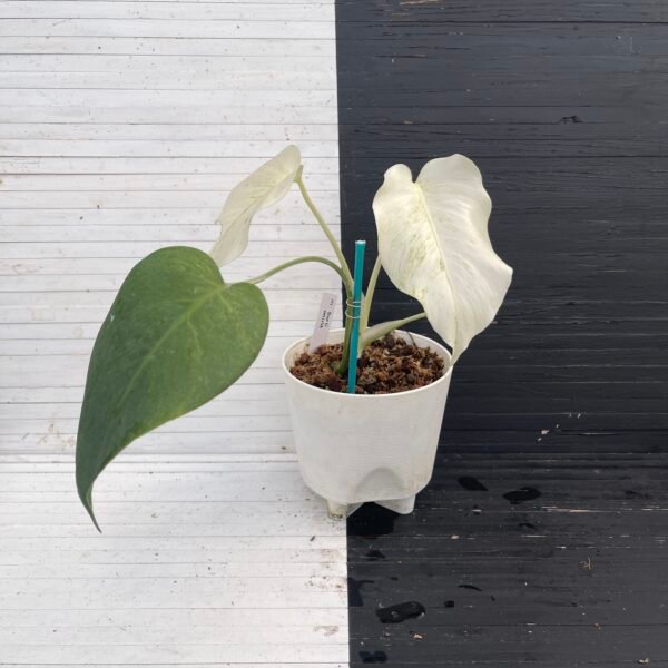 Monstera Borsigiana Mint NOID - 58217 - Image 3