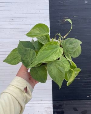 Variegated Philodendron Hederaceum Full Pot - 58224