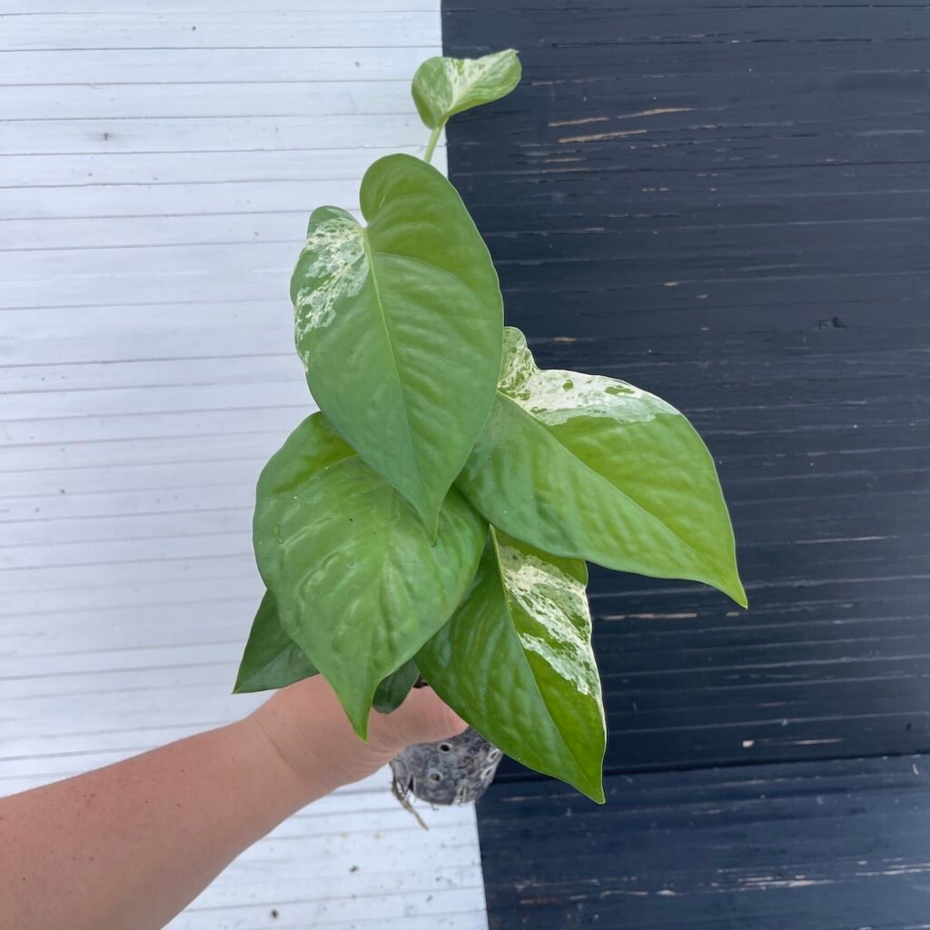 Pothos Teruno Fanfare | Plant purge