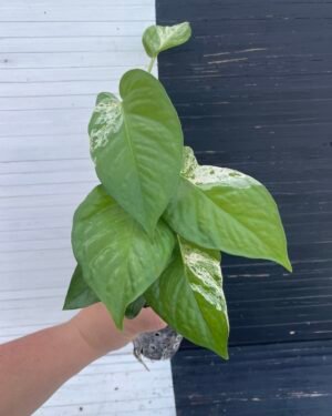 Pothos Teruno Fanfare | Plant purge