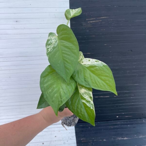Pothos Teruno Fanfare | Plant purge