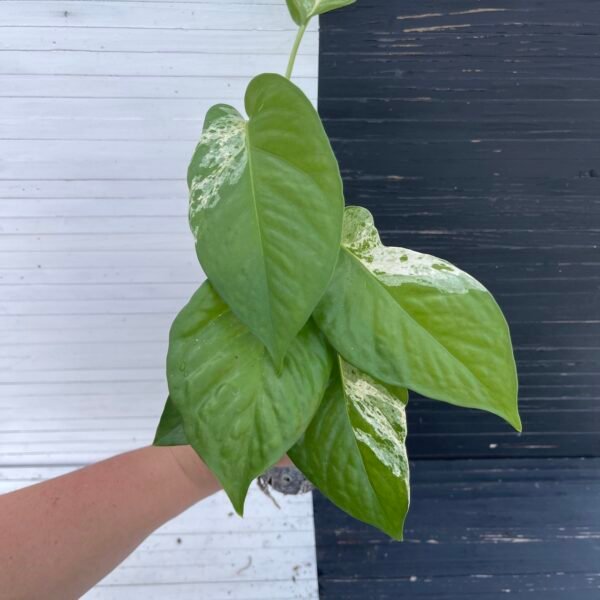 Pothos Teruno Fanfare | Plant purge - Image 2