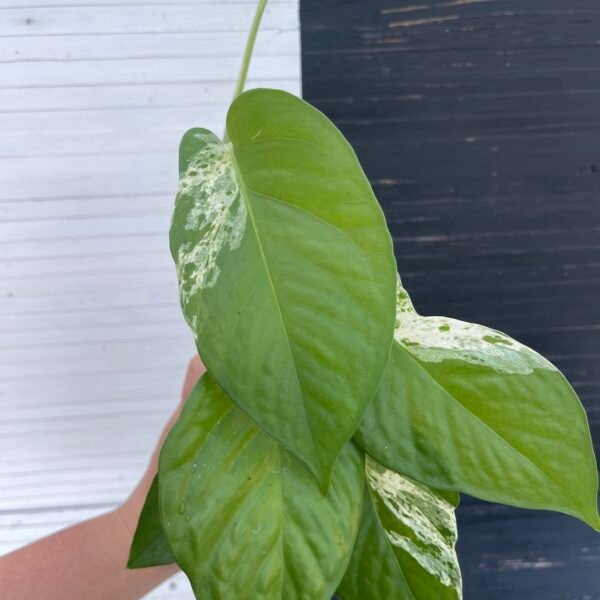 Pothos Teruno Fanfare | Plant purge - Image 3