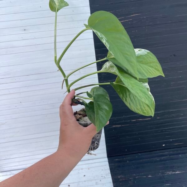 Pothos Teruno Fanfare | Plant purge - Image 4