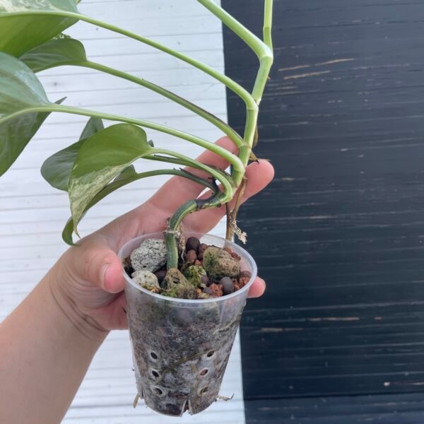 Pothos Teruno Fanfare | Plant purge - Image 5