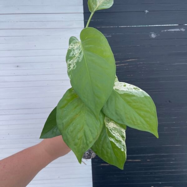 Pothos Teruno Fanfare | Plant purge - Image 6