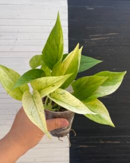 Pothos Teruno #23 Shalala | Terunoworld series