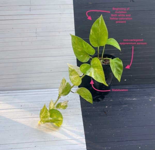 Pothos Epipremnum High Queen Tricolor | 1 leaf cutting - Image 5