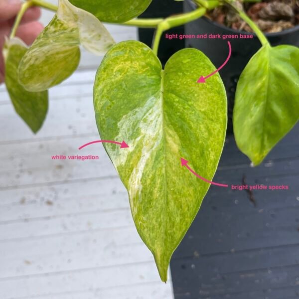 Pothos Epipremnum High Queen Tricolor | 1 leaf cutting - Image 4