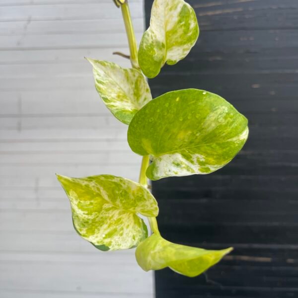 Pothos Epipremnum High Queen Tricolor | 1 leaf cutting - Image 7