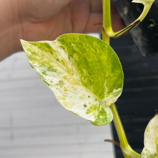 Pothos Epipremnum High Queen Tricolor | 1 leaf cutting - Image 6