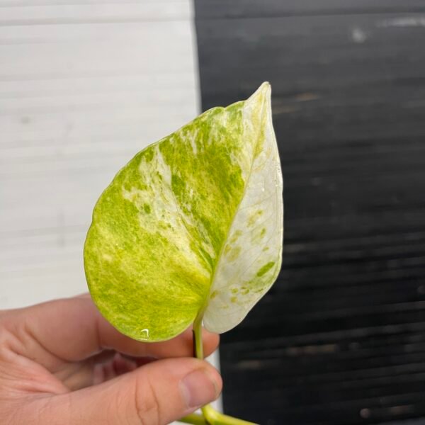 Pothos Epipremnum High Queen Tricolor | 1 leaf cutting - Image 3
