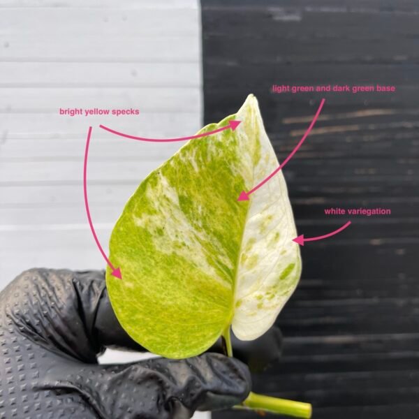 Pothos Epipremnum High Queen Tricolor | 1 leaf cutting - Image 2