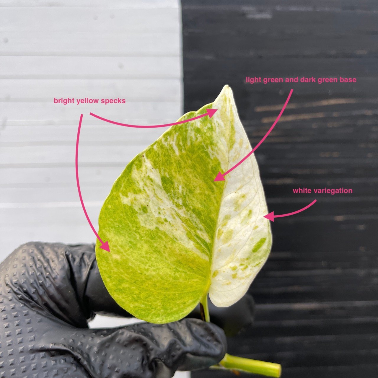 Pothos Epipremnum High Queen Tricolor | 1 leaf cutting